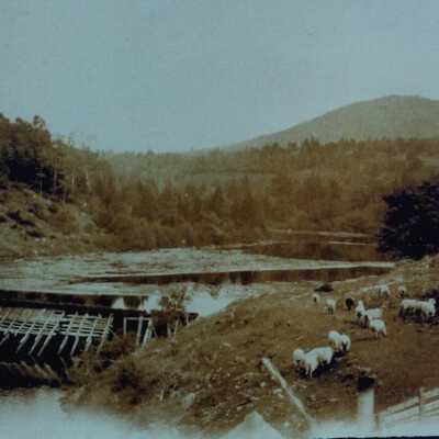 Sheep near dam