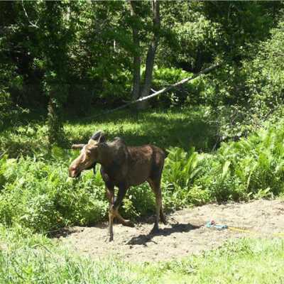 Moose and Building of Knight's Bridge
