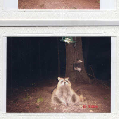 Wildlife Photos taken on Ducktrap Mtn.
