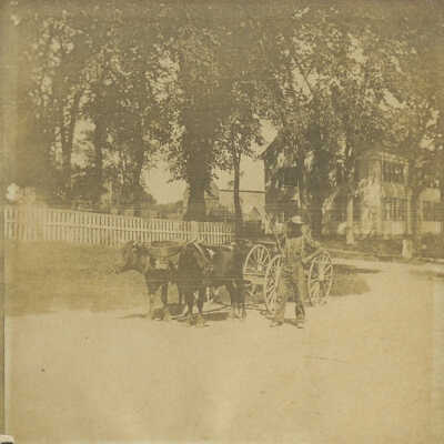 Man with Oxen - Beach Road/Atlantic Highway