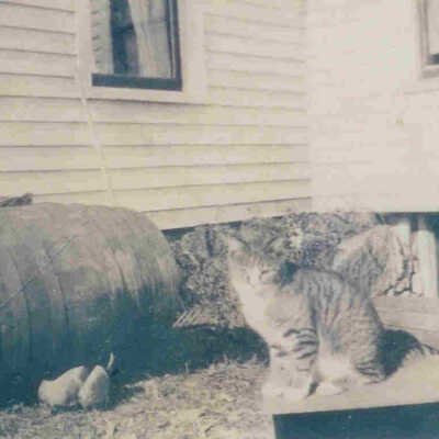Cider Barrel and Cat