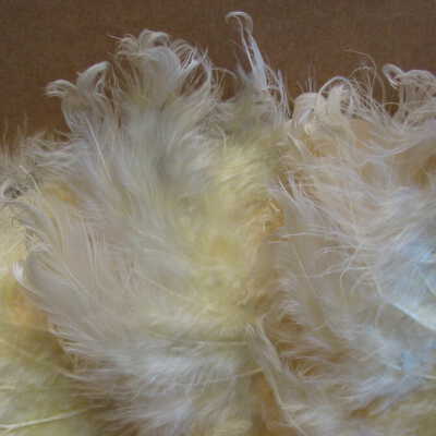 Detail of feathers