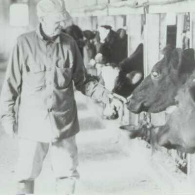 Goodbye to cows