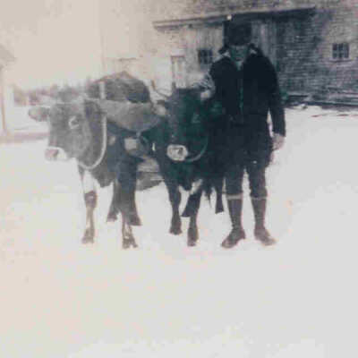 Harold Athearn and oxen