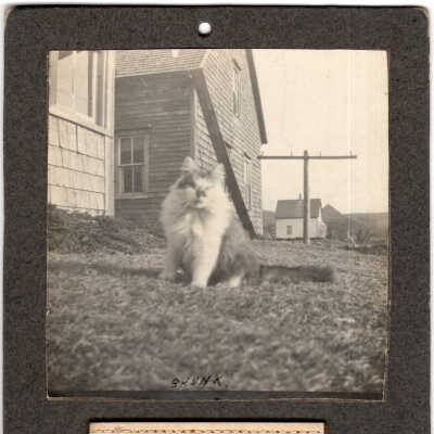 "Skunk" the cat 1913 Calendar