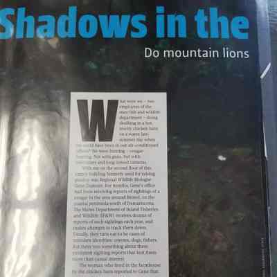Shadows in the Woods