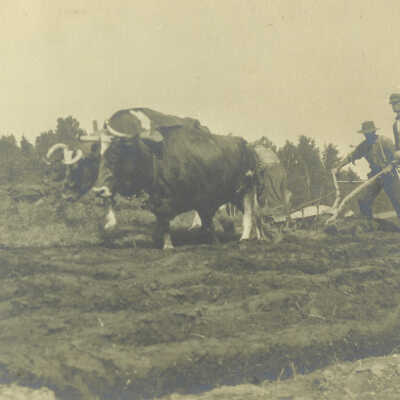 Two men with oxen