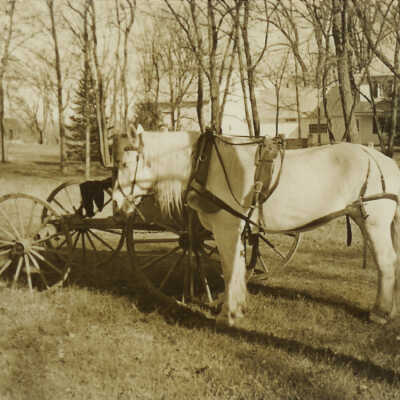 White horse