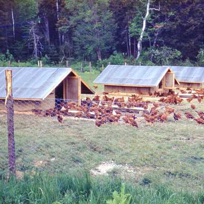 1956 - Chicken Farm at Beach near Ducktrap