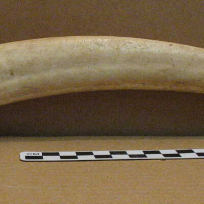Tusk