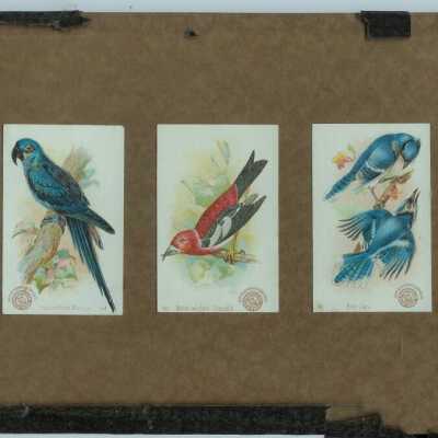 Bird Cards