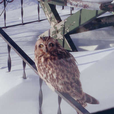 Bird and Critter Watching