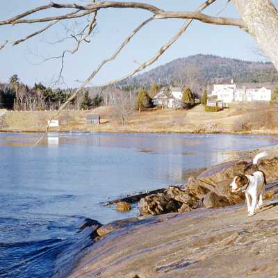 1960 - Dog Pal at Ducktrap