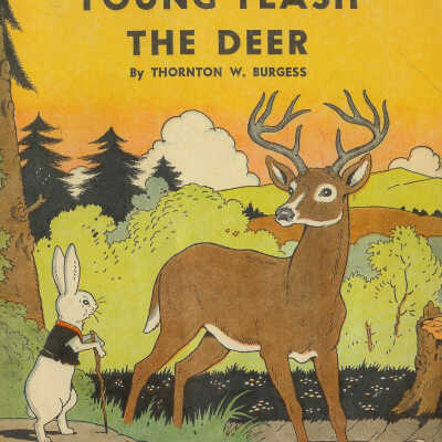 Young Flash the Deer