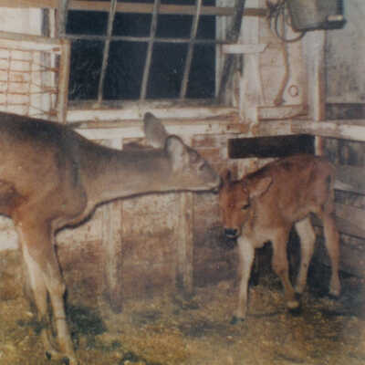 Deer at Oxton farm with a calf