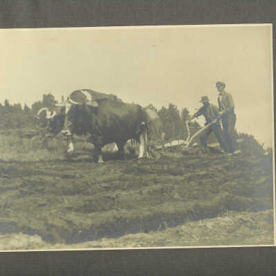 Men Plowing with Oxen