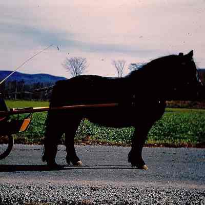 Mrs. Pearse & Pony 1961