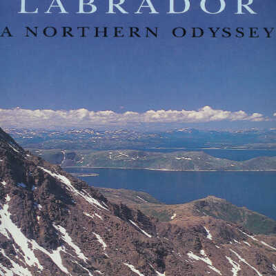 Coastal Labrador