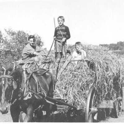 Driving the hay wagon