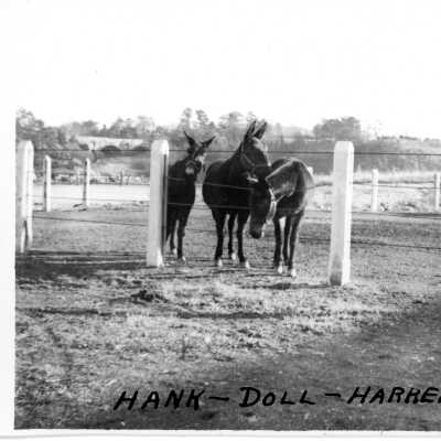 Hank, Doll, Harrel 1941