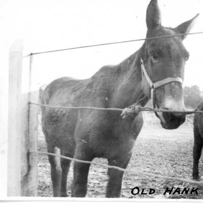 Old Hank