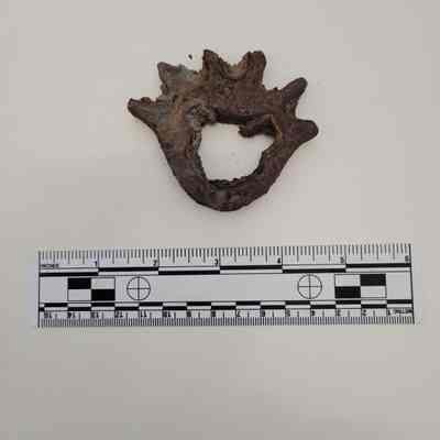 Metal cog