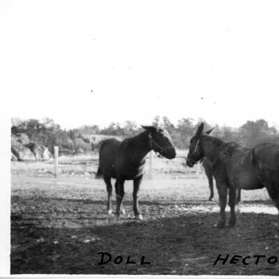 Doll and Hector