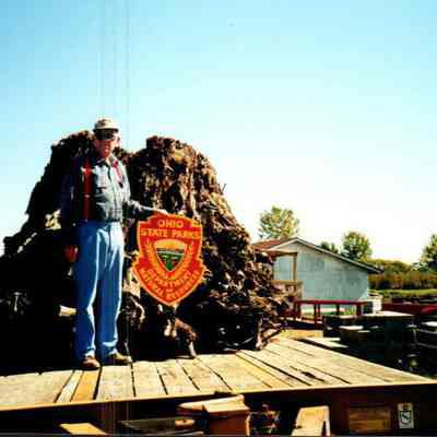 Huge Stump