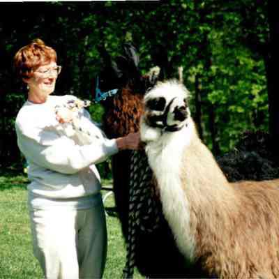 Woman With Llamas