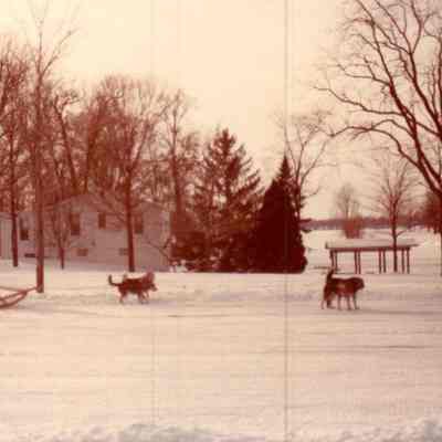 Sled Dogs