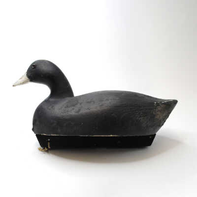 Decoy, American Coot
