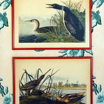 Audubon Prints