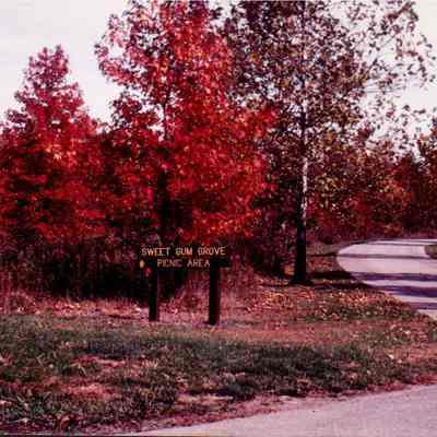 Sweet Gum Grove