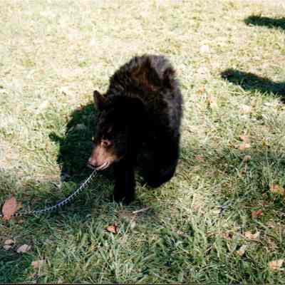 Leashed Black Bear Cub