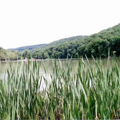 In The Reeds