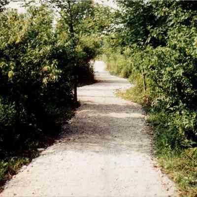 Park Path In Summer