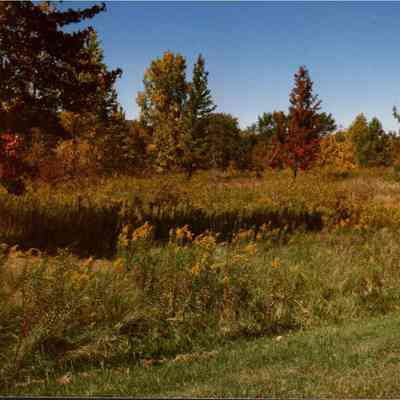 Field Of Goldenrod