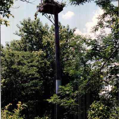 Light Post Bird's Nest