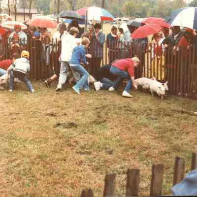 Pig Catching