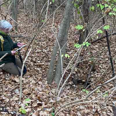 Ohio Geological Survey IMG_7923: Brittany Parrick examines a sinkhole in Butler County in December 2022
Photo and archived by Molly E. Hunt