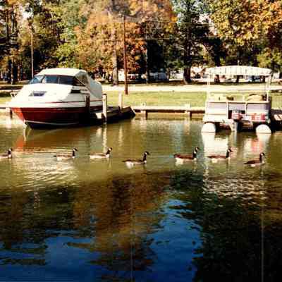 Ducks In A Row