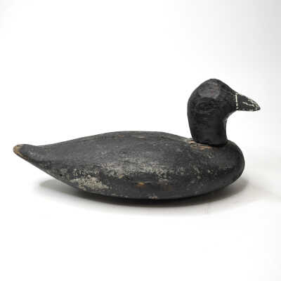 Decoy, Coot