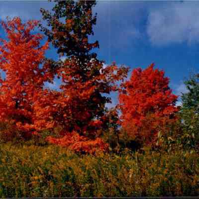 Orange Leaves
