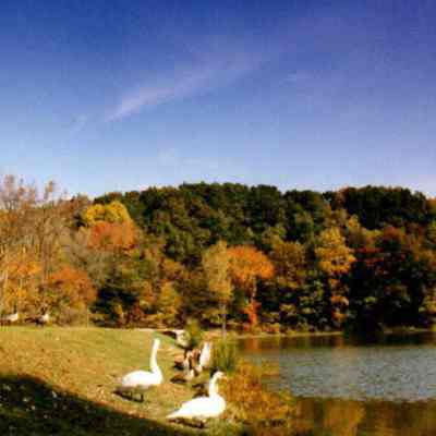Autumn Geese