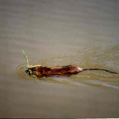 Swimming Muskrat