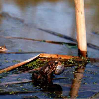 Frog In Water