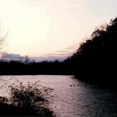 Twilight With Geese