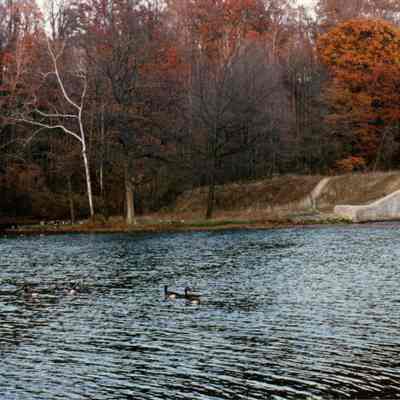 Geese in Mount Gilead Lake