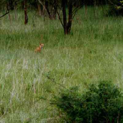 Fox In The Field