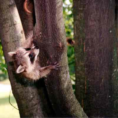 Raccoon In Tree
